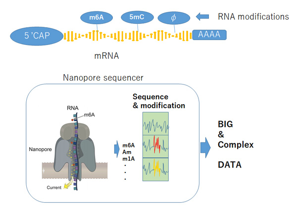 ナノポアシーケンサを用いたRNA修飾の解析