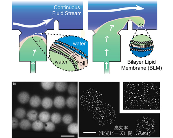 Microfluidic liposome formation method