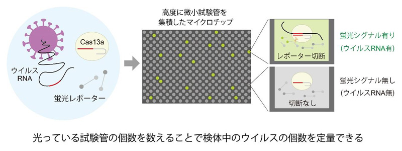 図1 独自の新型コロナウイルスの世界最速検出技術（SATORI法）