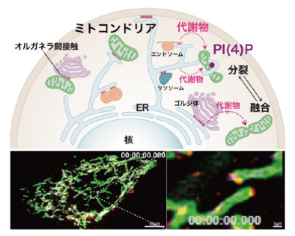 多細胞連関－シングルセル－オルガネラレベルの解析