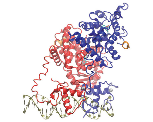 Dynamics of nuclear receptor on DNA