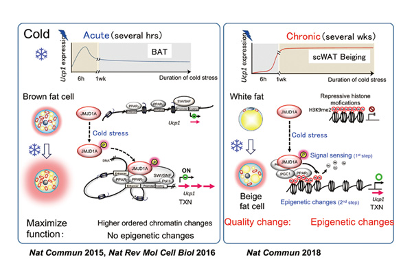 Adaptation to Chronic cold stress via stepwise epigenetic mechanism