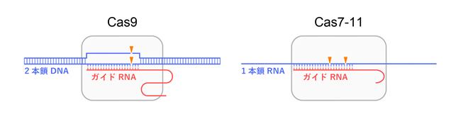 Cas7-11のはたらき