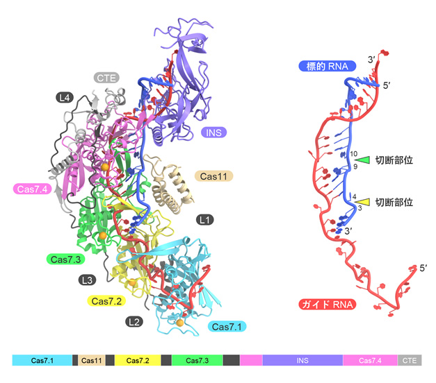 Cas7-11－ガイドRNA－標的RNA複合体の立体構造