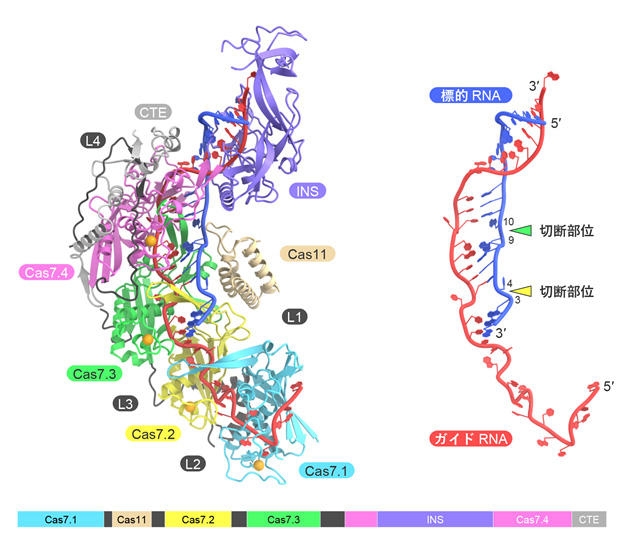 Cas7-11-ガイドRNA-標的RNA複合体の立体構造