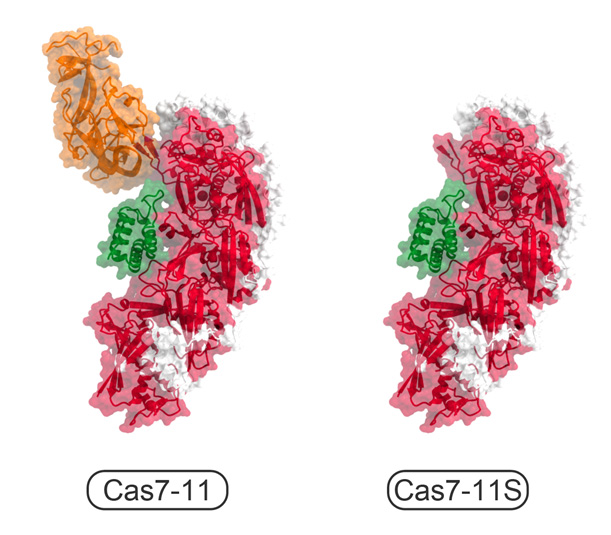 小型のCas7-11S改変体