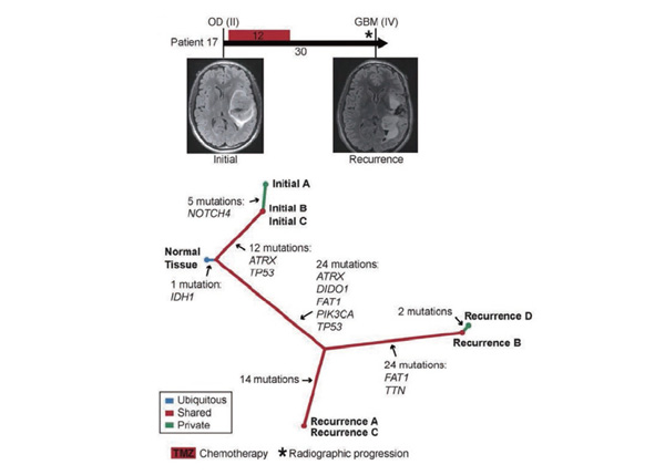 Clonal evolution in glioma progression