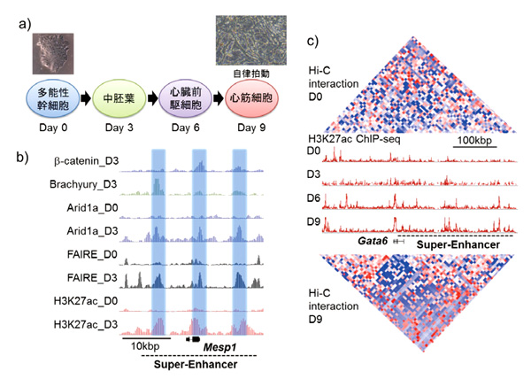 Epigenome dynamics in cellular differentiation