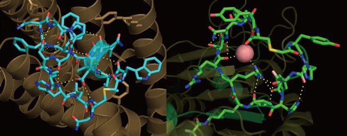 RaPIDシステムで獲得された特殊ペプチドと標的タンパク質とのX線共結晶構造