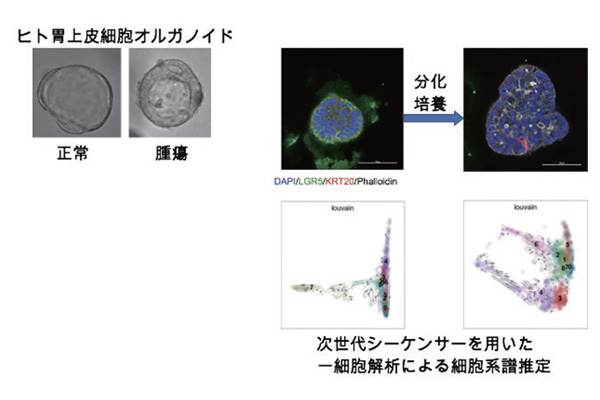 三次元培養系を用いた一細胞解析