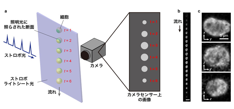 流体中の細胞の高速三次元蛍光撮影技術