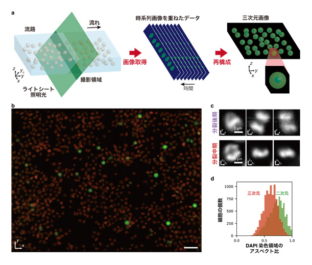 大量の細胞の高速三次元画像取得技術