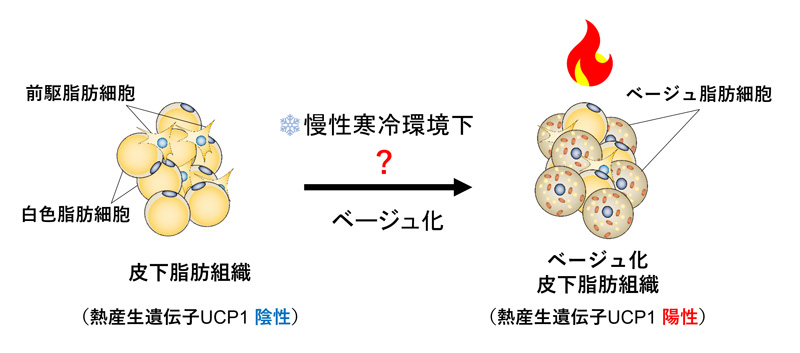 図1：長期的な寒冷環境によって、白色脂肪組織中にベージュ脂肪細胞が誘導され、慢性の熱産生を担う。©2022 酒井寿郎