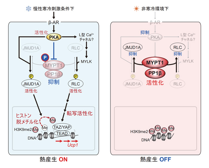 図2：寒さによって脱リン酸化酵素の活性が抑制され、ベージュ脂肪細胞になる仕組み ©2022 酒井寿郎
