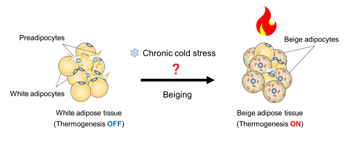  long-term cold environment induces beige adipocytes in white adipose tissue, which are responsible for chronic heat production ©2022 Juro Sakai