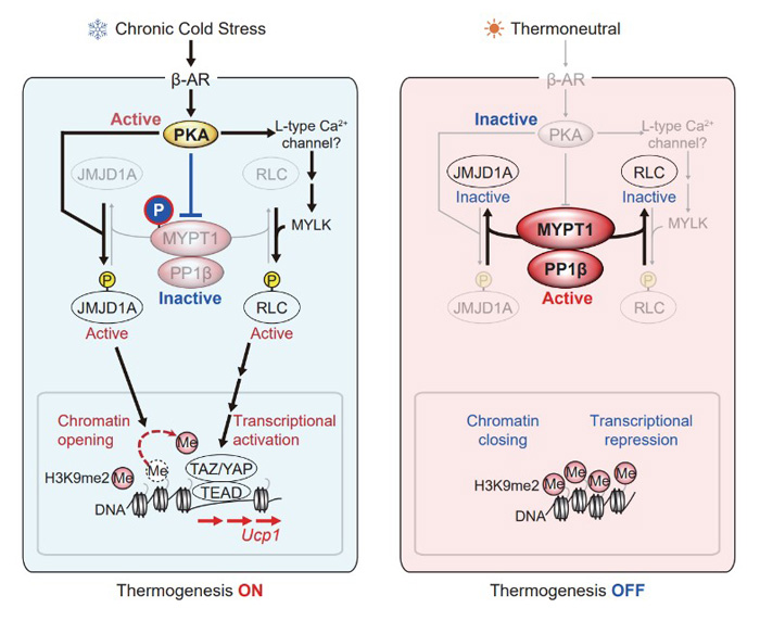 Figure 2: How cold causes white fat cells to become beige fat cells.