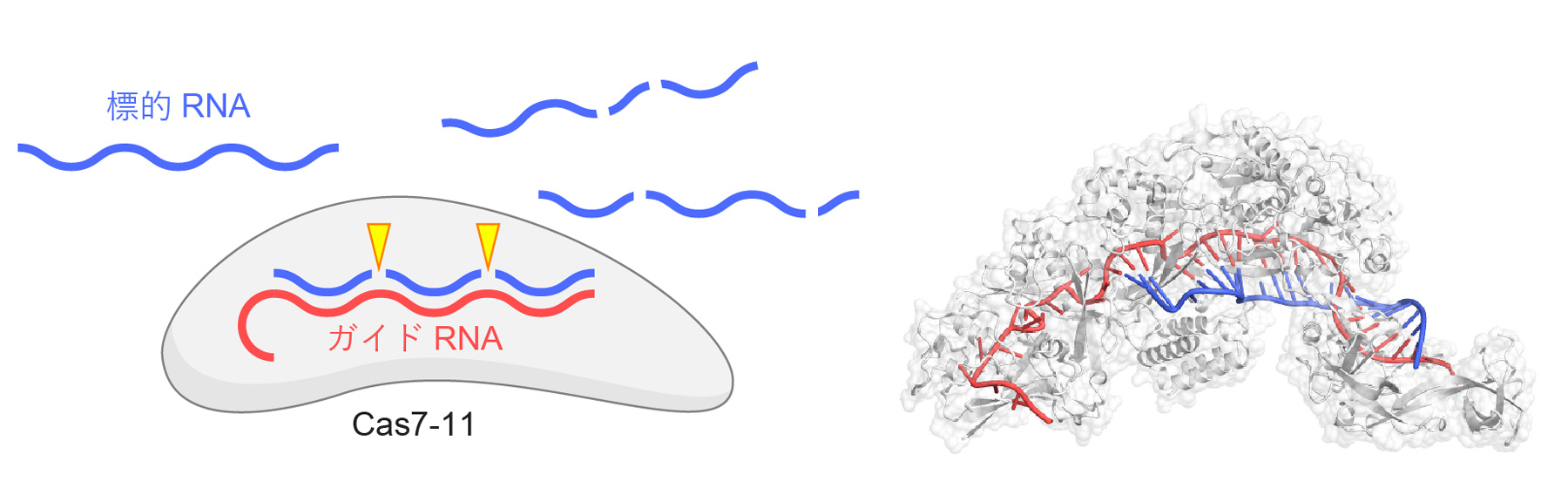 図1　Cas7-11の機能と構造