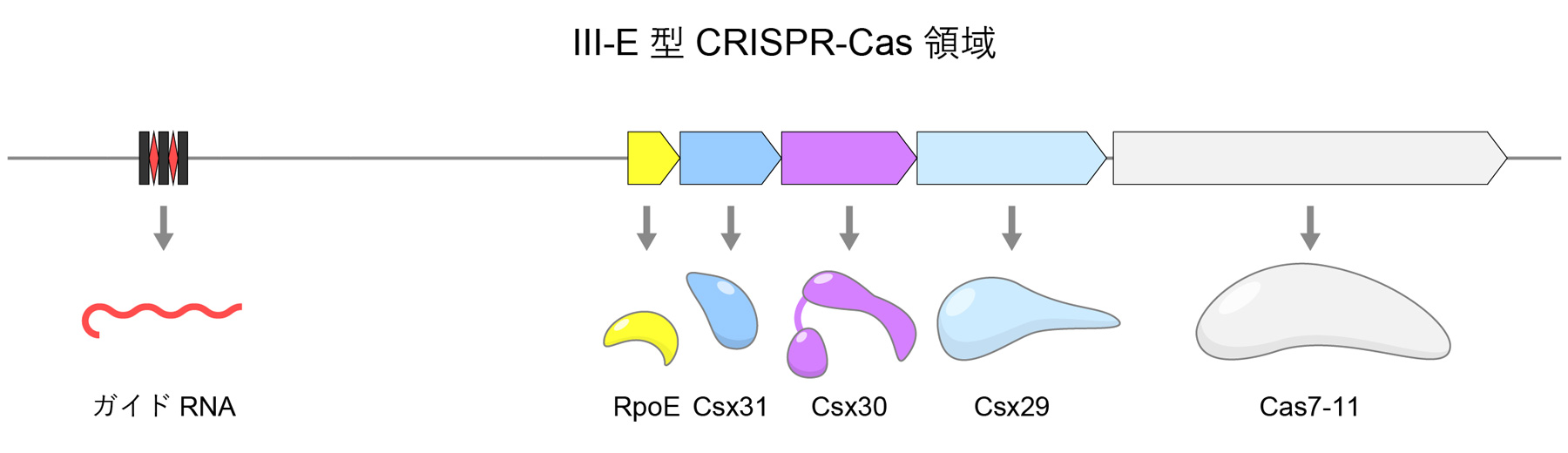 図2　III-E型CRISPR-Cas領域