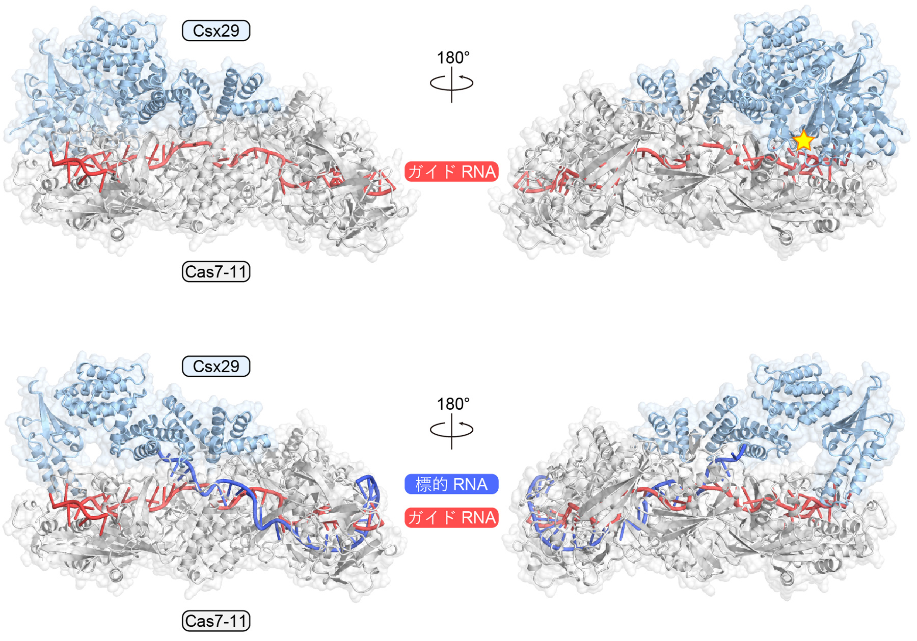 図4　Cas7-11-ガイドRNA-Csx29複合体およびCas7-11-ガイドRNA-Csx29-標的RNA複合体の立体構造