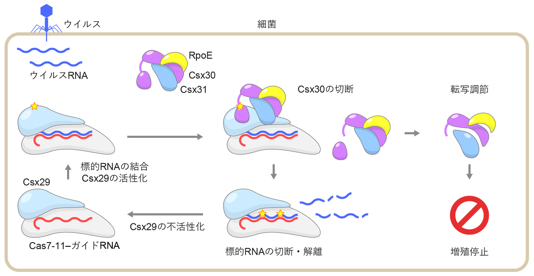 図5　III-E型CRISPR-Cas免疫機構