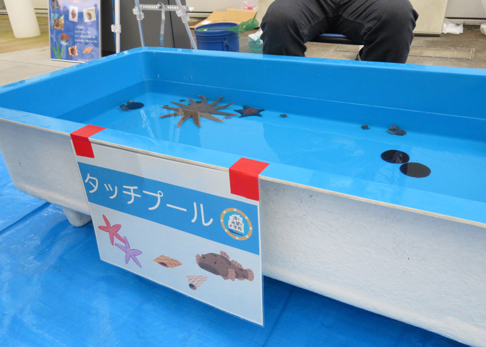 海の生物に触れるタッチプール