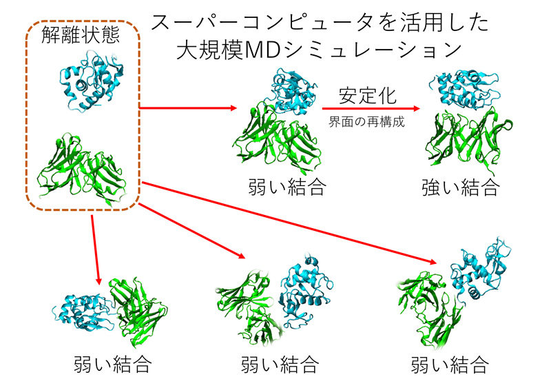 分子動力学（MD）シミュレーションのイメージ図