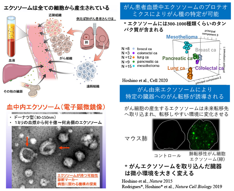 エクソソームが司る疾患機構の解明