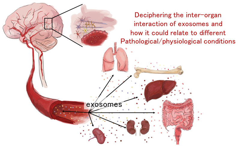 Inter-organ communication of exosomes 