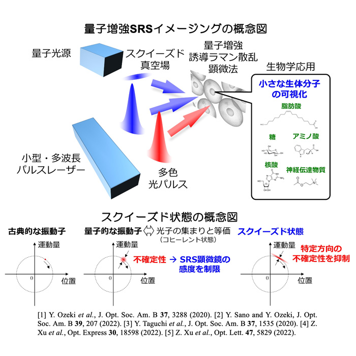 量子増強SRSイメージング