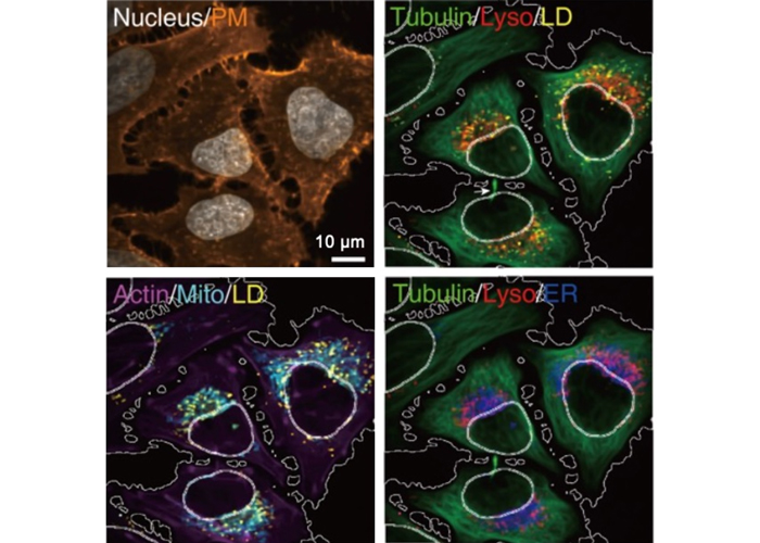 Eight-color imaging of cells with four-color Raman probes and four-color fluorescent probes