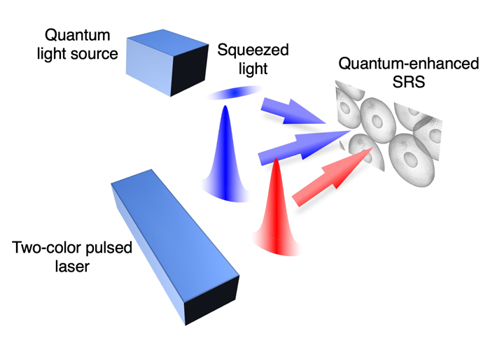 量子増強SRS顕微法の模式図