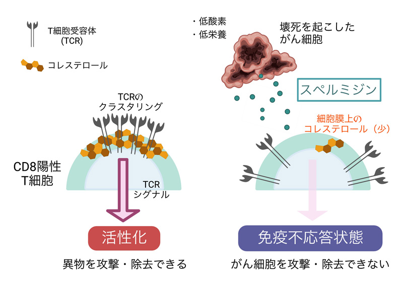 本研究の概略図