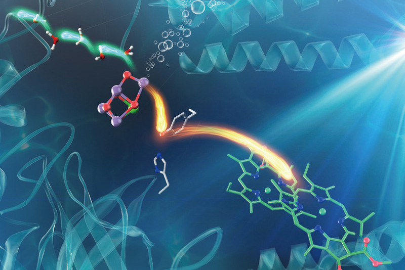 光化学系II蛋白質における水分解反応の電子・プロトン移動