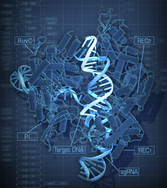 CRISPR-Cas9の結晶構造