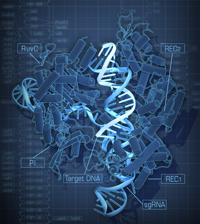 Crystal structure of CRISPR-Cas9