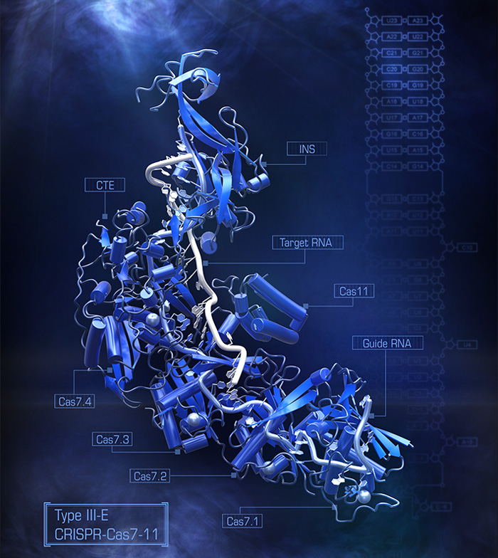 CRISPR-Cas7-11のクライオ電子顕微鏡構造