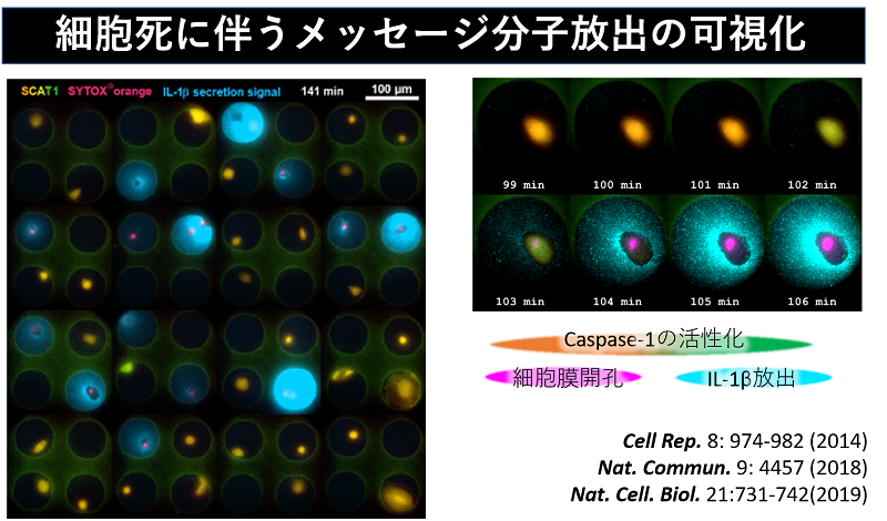 細胞死に伴うメッセージ分子放出の可視化