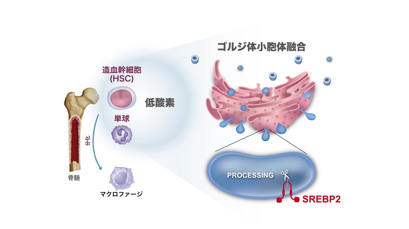 オルガネラを介した新規酸素センサーの発見 ―腫瘍悪性化に関与