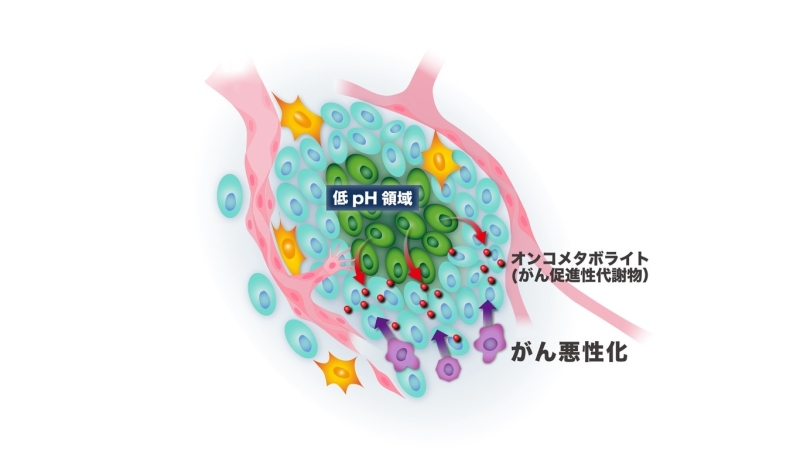 酸性腫瘍環境におけるがん促進性代謝物の発見～酸性環境でアセチル化ポリアミンが 免疫細胞浸潤を介してがん悪性化に関与する～