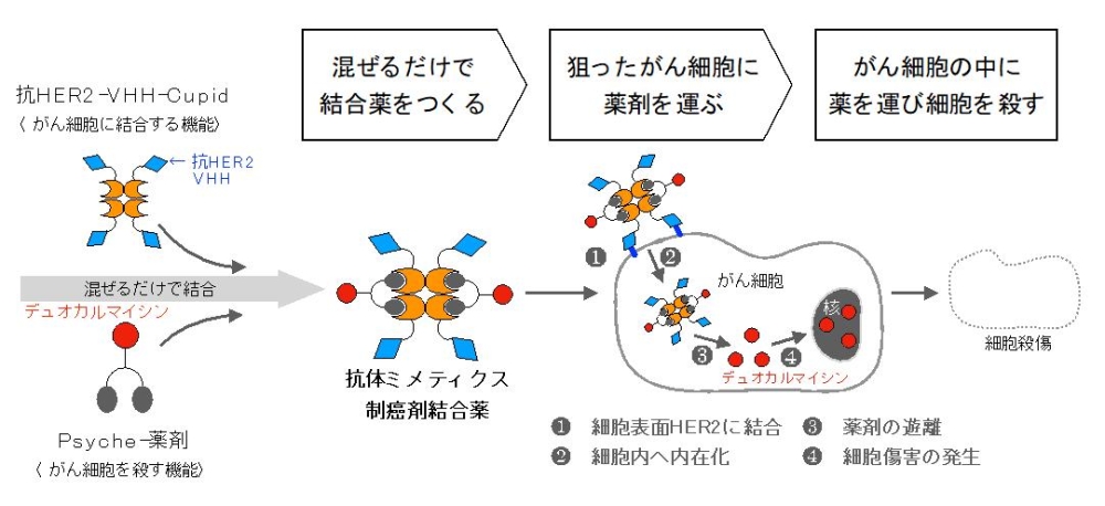 大きくなったがんを消失させる抗体ミメティクスの制癌剤結合薬の製造方法を開発 ～マウス実験で乳がんの消失に成功～