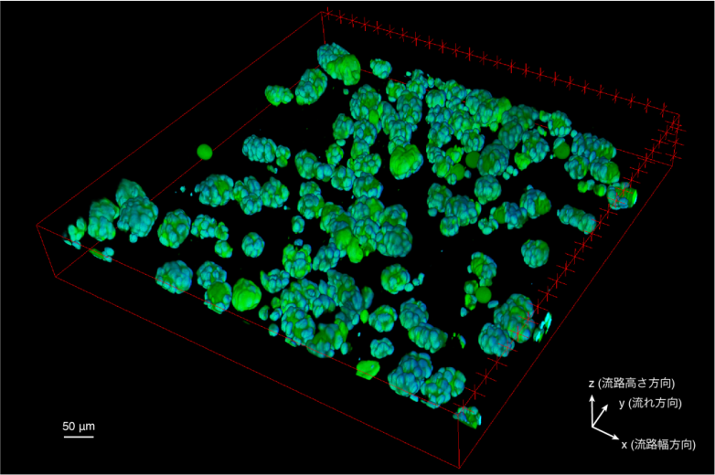 1秒間に計測された3次元細胞培養モデル