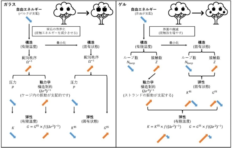 非晶質固体の力学的挙動の謎に迫る：ガラスとゲルの違いは何か？