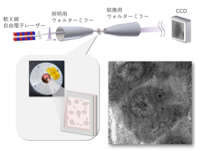 100兆分の1秒の一瞬で生きた細胞の姿を捉えることに成功～X線自由電子レーザーを利用した新たな軟X線顕微鏡を開発～