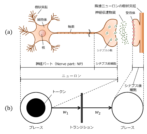 シナプス遅延の漸近分布の存在を理論的に示唆～”最大値”の統計学を用いて神経伝達の遅延を探る～