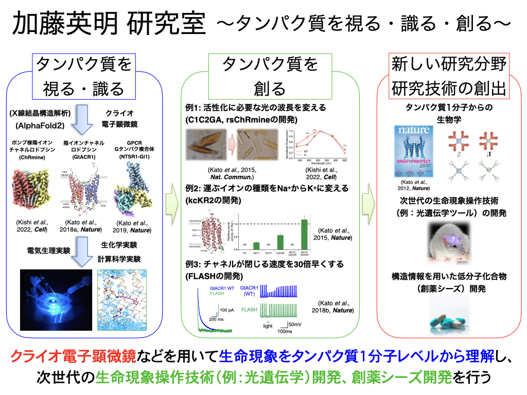(1) 加藤英明研究室の研究概略