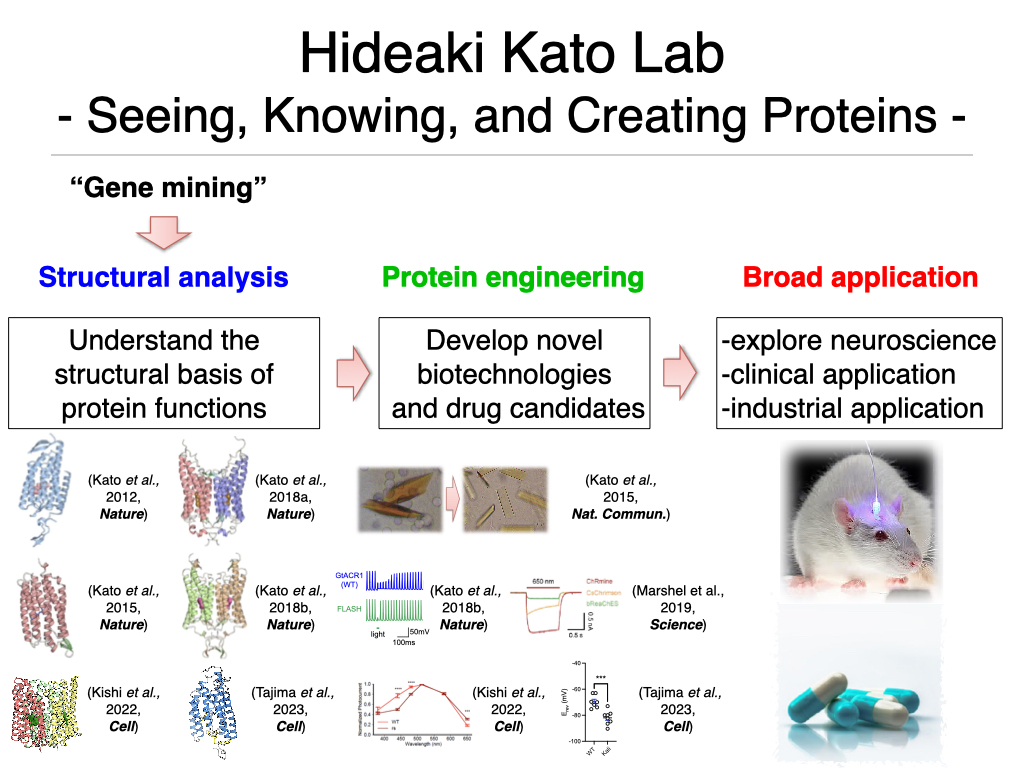 1. Research in Kato Lab