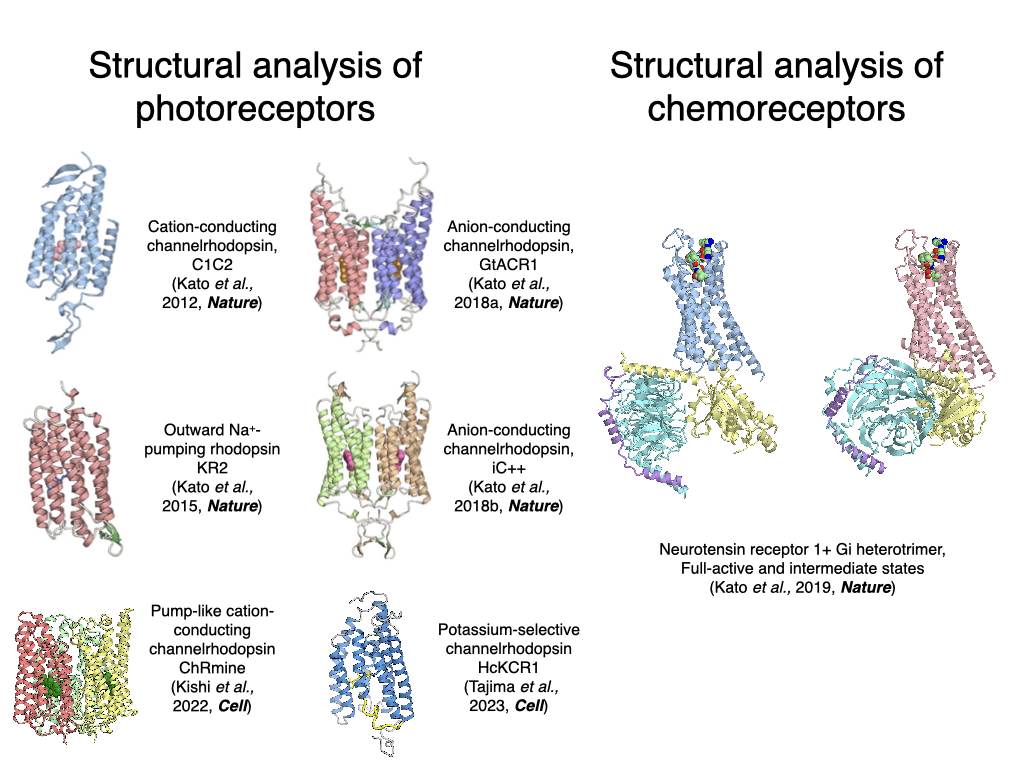 2. Structural analysis of physicochemical receptors