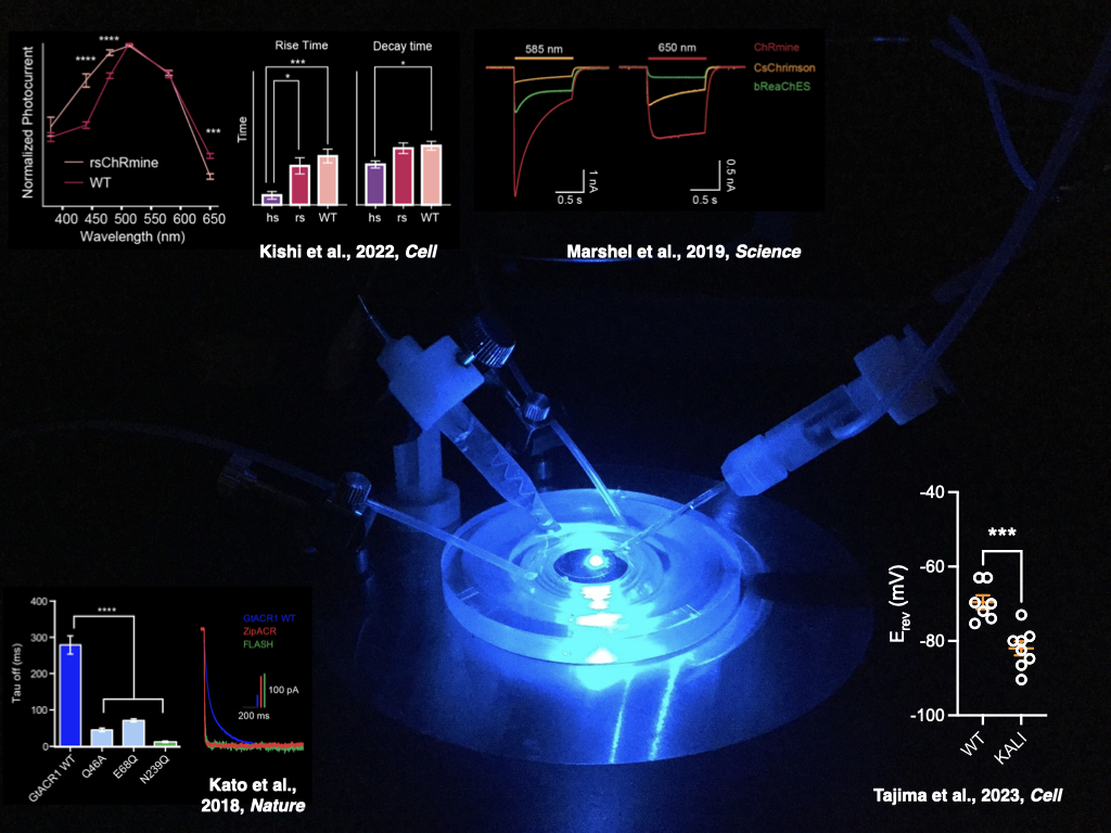 3. Development of novel optogenetics tools