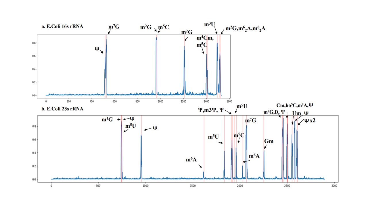 Detection of different RNA modifications on rRNA
