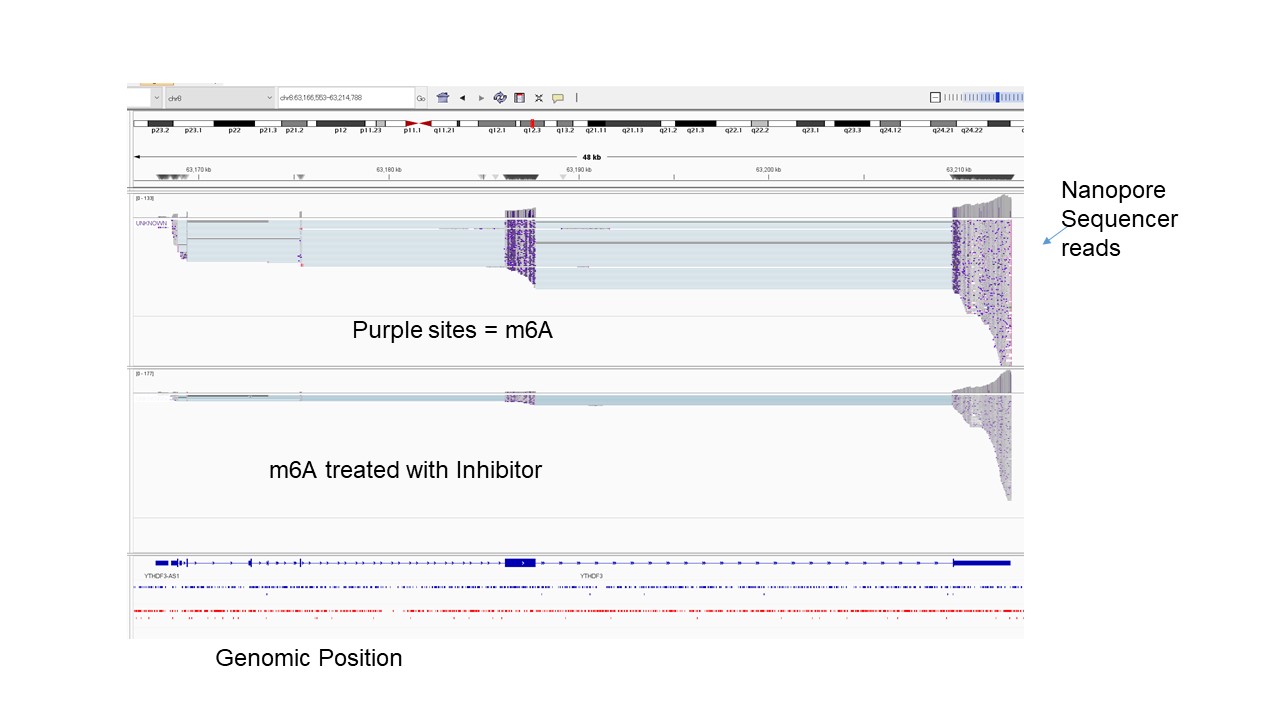 Detection of m6A modification on each Read